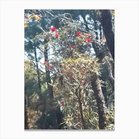 Rhododendrons In A Forest 2 By Binod Dawadi Canvas Print