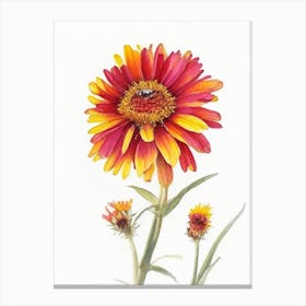 Blanket Flower Wildflower Watercolour Canvas Print