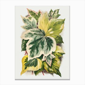 Ivy11 Canvas Print