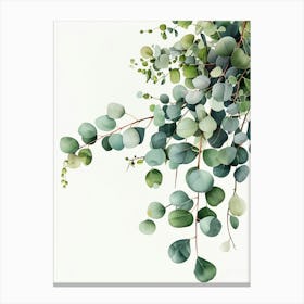 Eucalyptus Branches Canvas Print