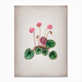 Vintage Shore Cyclamen Flower Botanical on Parchment n.0252 Canvas Print