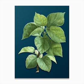 Vintage White Mulberry Plant Botanical Art on Teal Blue n.0682 Canvas Print