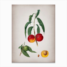 Vintage Walnut Peach Botanical on Parchment n.0134 Canvas Print