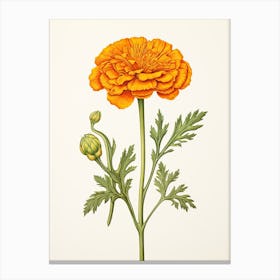 Marigolds Flower Vintage Botanical 0 Canvas Print