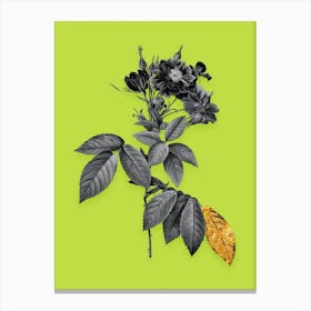 Vintage Boursault Rose Black and White Gold Leaf Floral Art on Chartreuse n.0146 Canvas Print