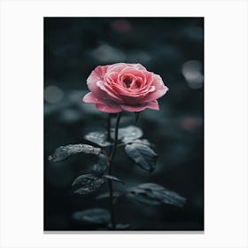 Pink Rose 32 Canvas Print