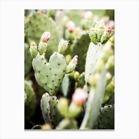 Spring Desert Blooming Cactus Heart Canvas Print