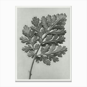 Feverfew Chrysanthemum (1928), Karl Blossfeldt Canvas Print