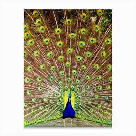 Peacock Displaying Feathers Canvas Print