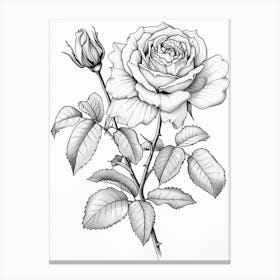Roses Sketch 20 Canvas Print