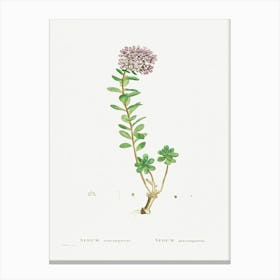 Sedum Anacampseros, Pierre Joseph Redoute Canvas Print