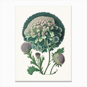 Scabiosa 3 Floral Botanical Vintage Poster Flower Canvas Print