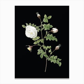 Vintage Silver Flowered Hispid Rose Botanical Illustration on Solid Black Canvas Print