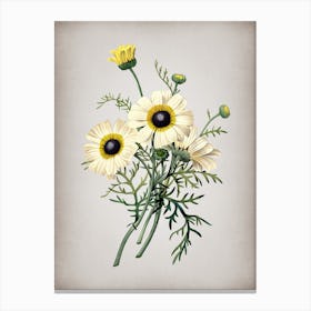 Vintage Chrysanthemum Botanical on Parchment n.0813 Canvas Print