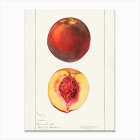 Peach 2 Canvas Print