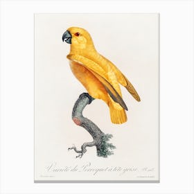 Senegal Parrot From Natural History Of Parrots, Francois Levaillant 2 Canvas Print