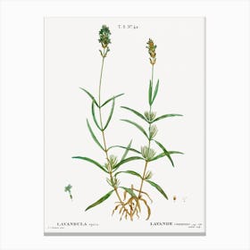 Broadleaved Lavender, Pierre Joseph Redoute Canvas Print