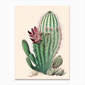 Chamaecereus Silvestrii Retro Drawing Canvas Print