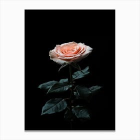 Single Pink Rose On Black Background Canvas Print