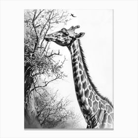 Giraffe With Head In The Branches Pencil Drawing 7 Canvas Print