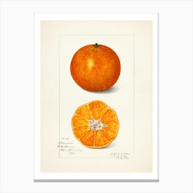 Oranges 2 Canvas Print