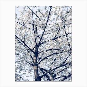Blossom Tree In Spring Canvas Print