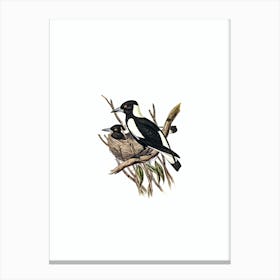 Vintage Piping Crow Shrike Bird Illustration on Pure White n.0229 Canvas Print