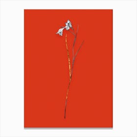 Vintage Blue Pipe Black and White Gold Leaf Floral Art on Tomato Red n.0529 Canvas Print