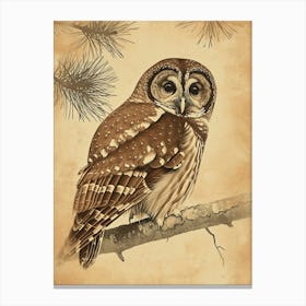 Boreal Owl Vintage Illustration 2 Canvas Print