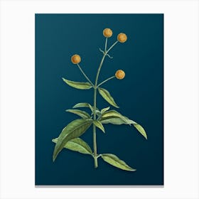 Vintage Orange Ball Tree Botanical Art on Teal Blue n.0828 Canvas Print