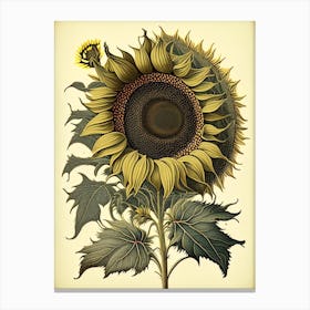 Sunflower Wildflower Vintage Botanical 1 Canvas Print