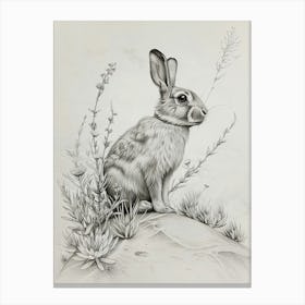 Rex Rabbit Drawing 3 Canvas Print