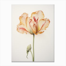 Pressed Flower Botanical Art Tulip 3 Canvas Print