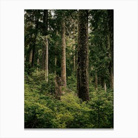 Green Forest Canvas Print