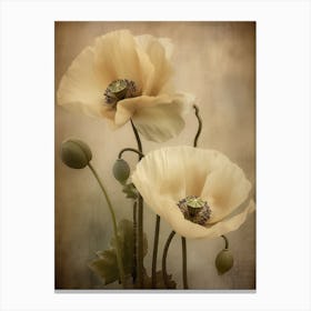 Poppies 25 Canvas Print