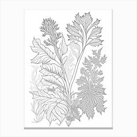 Pleurisy Root Herb William Morris Inspired Line Drawing 1 Canvas Print