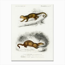 Kinkajou (Potos Caudivolvulus) And The European Otter (Mustela Lutra), Charles Dessalines D' Orbigny Canvas Print