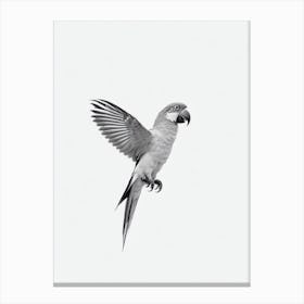 Parrot B&W Pencil Drawing 3 Bird Canvas Print