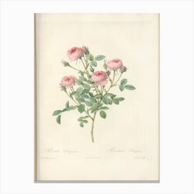 Rose Illustration, Pierre Joseph Redoute (14) Canvas Print