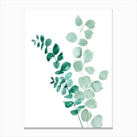 Eucalyptus Leaves Canvas Print