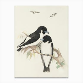 Two Birds Perched On A Branch 5 Canvas Print