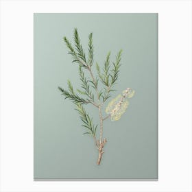 Vintage Swamp Paperbark Branch Botanical Art on Mint Green n.0757 Canvas Print