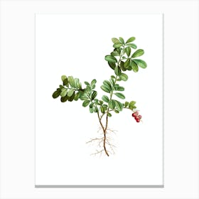 Vintage Lingonberry Botanical Illustration on Pure White n.0880 Canvas Print