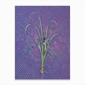 Vintage Grass Leaved Iris Botanical Illustration on Veri Peri n.0878 Canvas Print