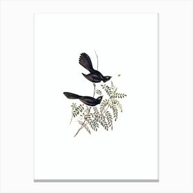 Vintage Black Fantailed Flycatcher Bird Illustration on Pure White Canvas Print