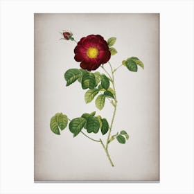 Vintage Rose Botanical on Parchment Canvas Print