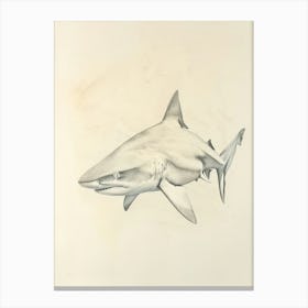 Vintage Tiger Shark Pencil Illustration 2 Canvas Print