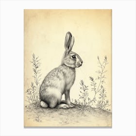 Belgian Hare Drawing 4 Canvas Print