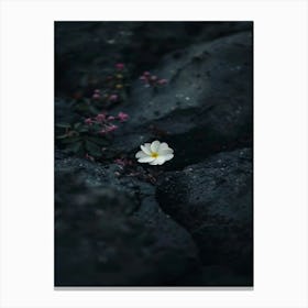 White Flower On A Rock 2 Canvas Print