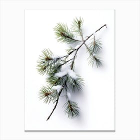 Pine Branch Covered in Snow 4 Canvas Print